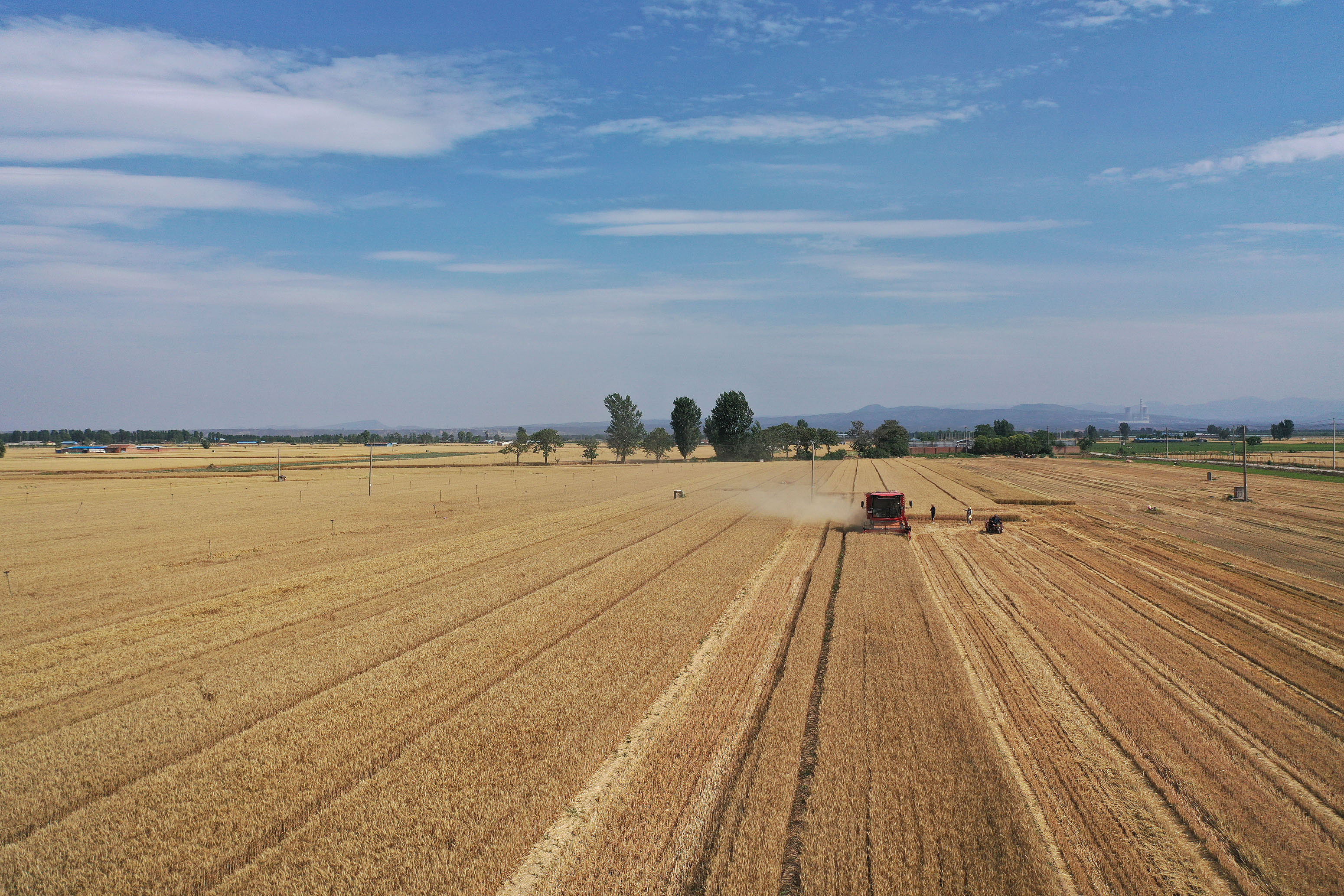 2025年6月3日，河南焦作，溫縣黃河街道灘王莊村農(nóng)民駕駛收割機收獲小麥。